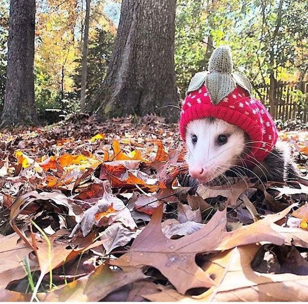 autumn opossum