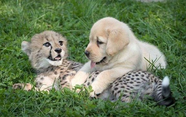 cheetah puppy
