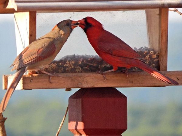 cardinals mate for life
