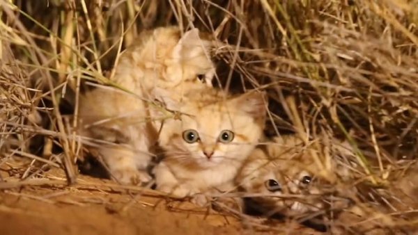 Sand Cats specialize in surviving in the desert. They are not good climbers or jumpers, but they are excellent diggers. They use their digging ability to dig shallow burrows to escape the heat of the desert during the day.