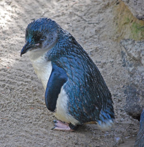 little blue penguin facts