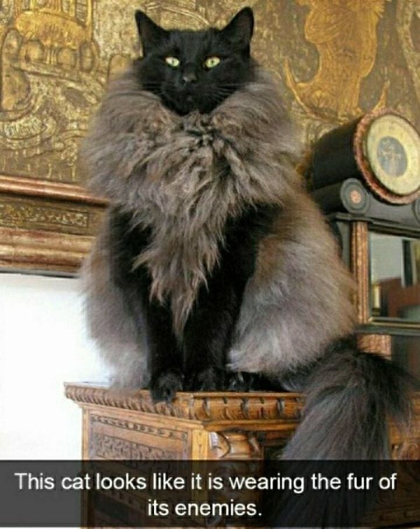 cat wearing fur coat - This cat looks it is wearing the fur of its enemies.
