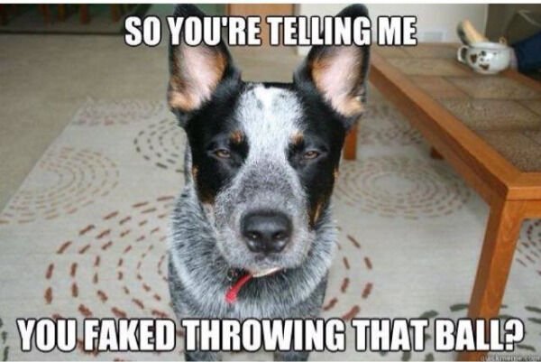 dog fun - So You'Re Telling Me You Faked Throwing That Ball?
