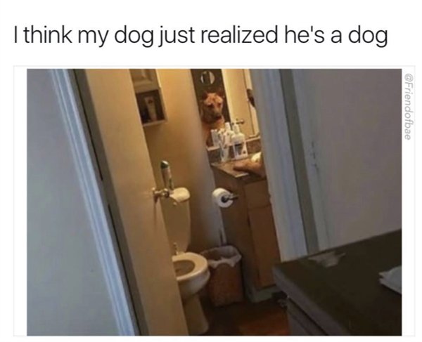 meme dump funny random memes - I think my dog just realized he's a dog