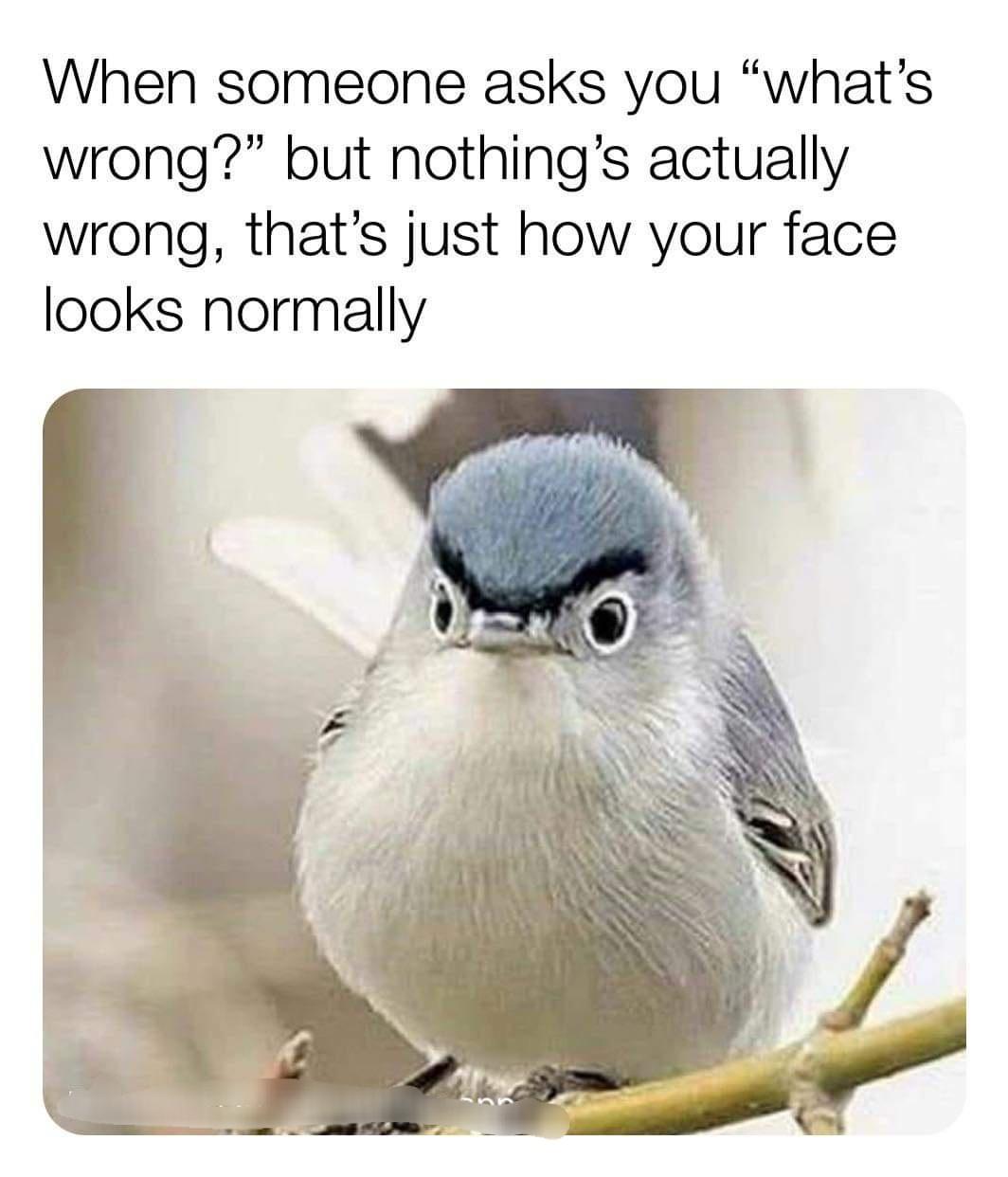 resting bird face - When someone asks you what's wrong?" but nothing's actually wrong, that's just how your face looks normally