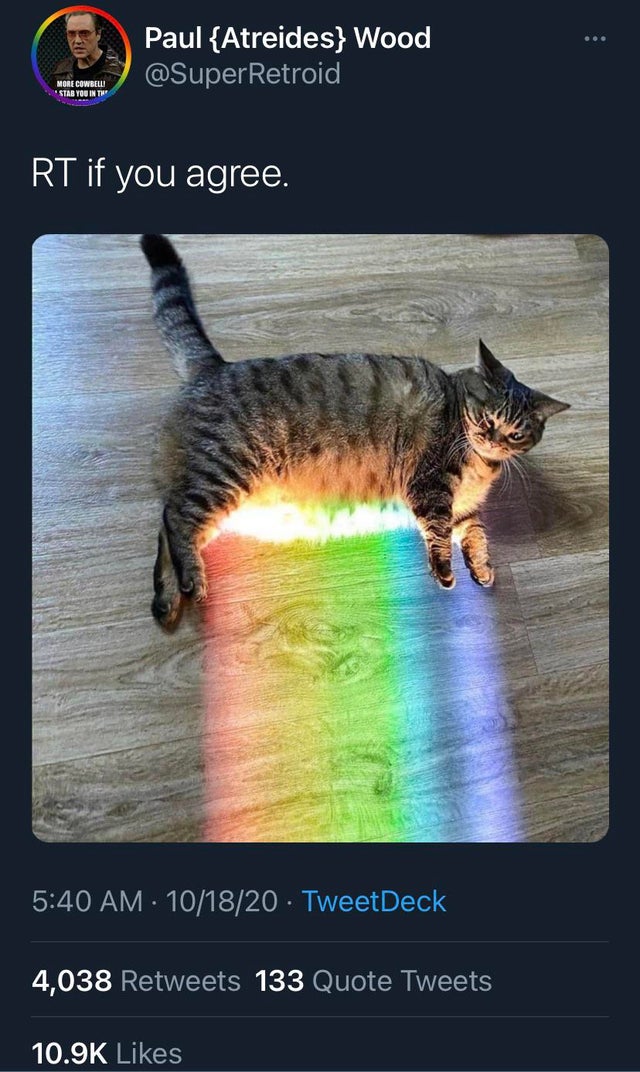 funny tweets - retweet if you agree cat with rainbow on its belly