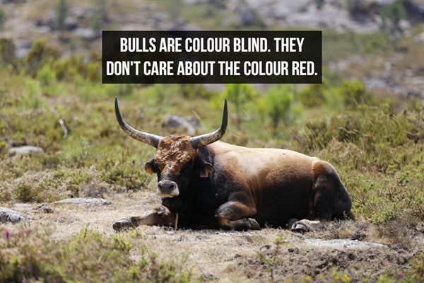 wildlife - Bulls Are Colour Blind. They Don'T Care About The Colour Red.