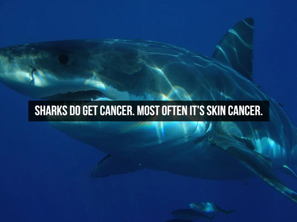 many fish are in the world - Sharks Do Get Cancer. Most Often It'S Skin Cancer.