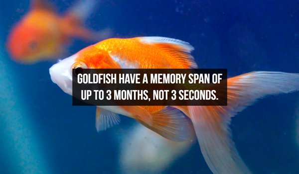 fish - Goldfish Have A Memory Span Of Up To 3 Months, Not 3 Seconds.