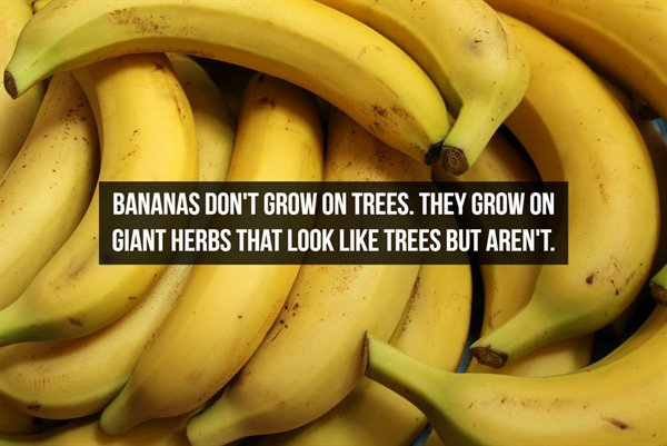 Bananas Don'T Grow On Trees. They Grow On Giant Herbs That Look Trees But Aren'T.
