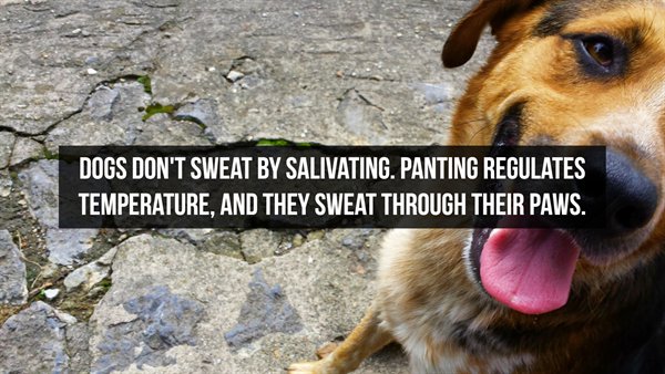 creative france - Dogs Don'T Sweat By Salivating. Panting Regulates Temperature, And They Sweat Through Their Paws.