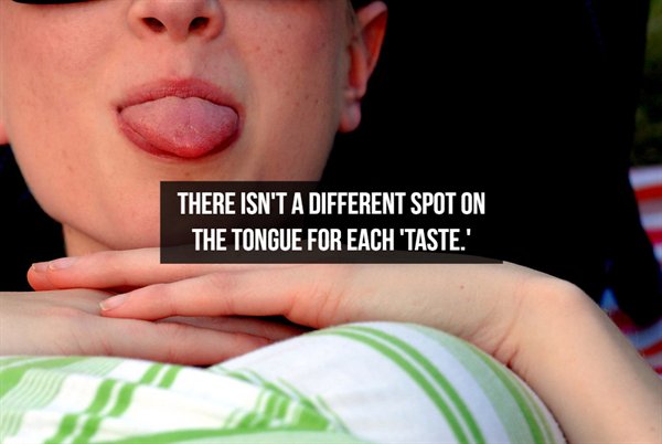 Tongue - There Isn'T A Different Spot On The Tongue For Each 'Taste.'