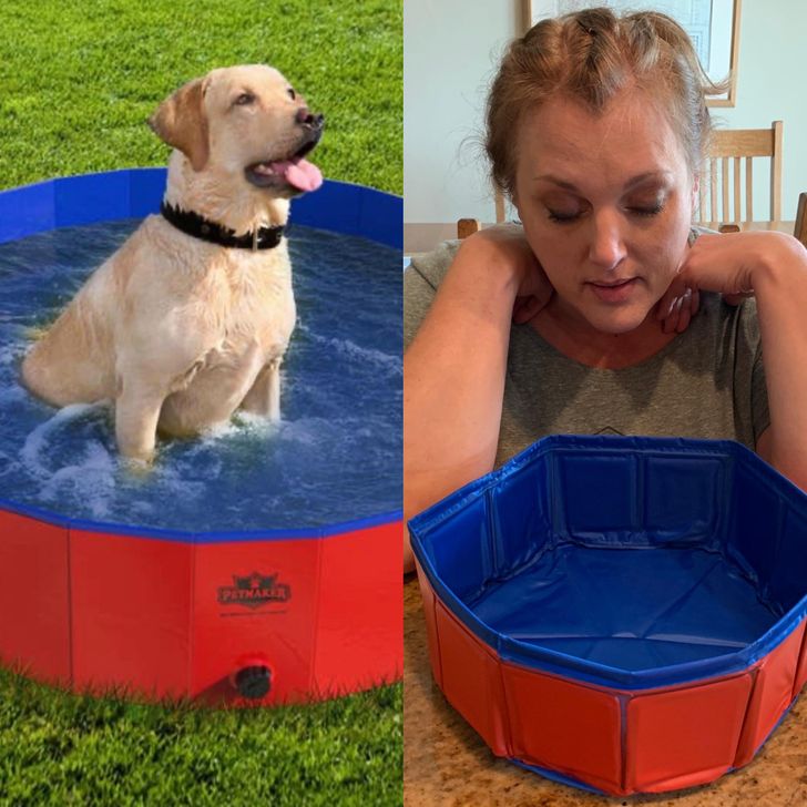 dog pool expectation vs reality - Petkaker