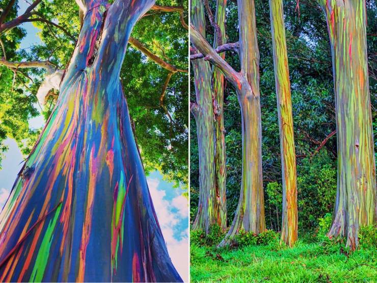 rainbow eucalyptus tree