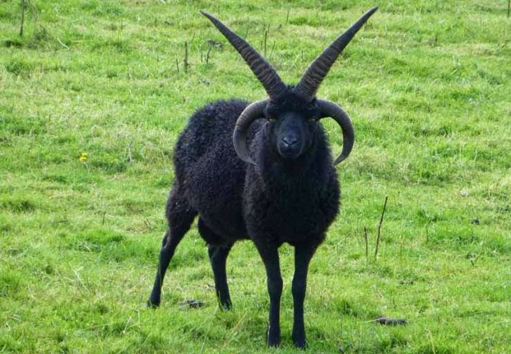 black goat