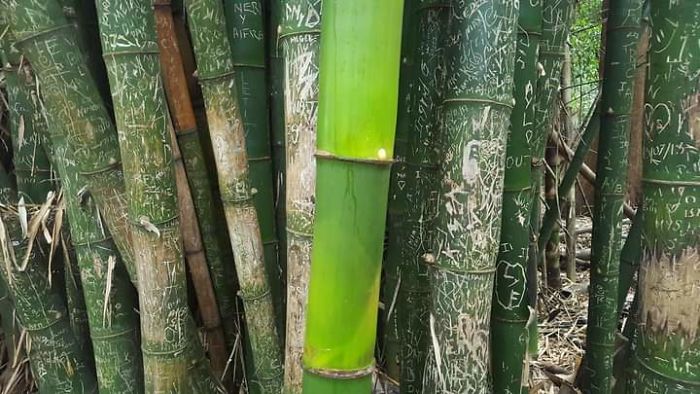 interesting pics - bamboo grown untouched by humans