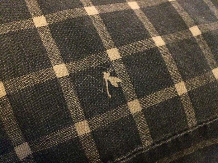 interesting pics - silhouette of dead bug on couch