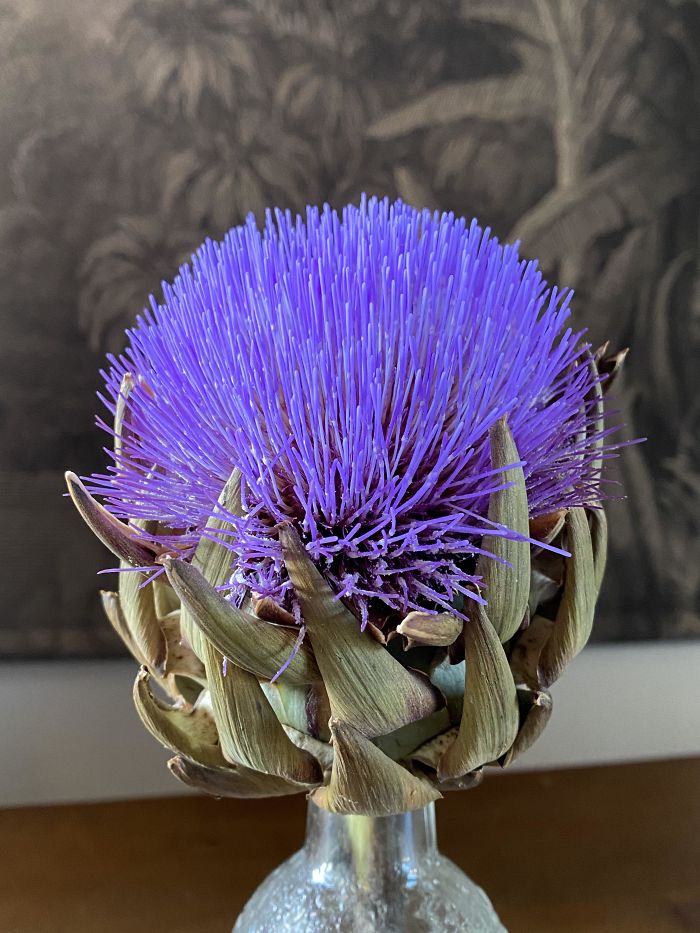 interesting pics - purple artichoke flower