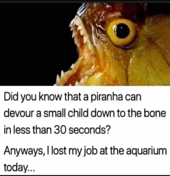 did you know that a piranha - Did you know that a piranha can devour a small child down to the bone in less than 30 seconds? Anyways, I lost my job at the aquarium today...