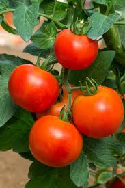 tomato plant