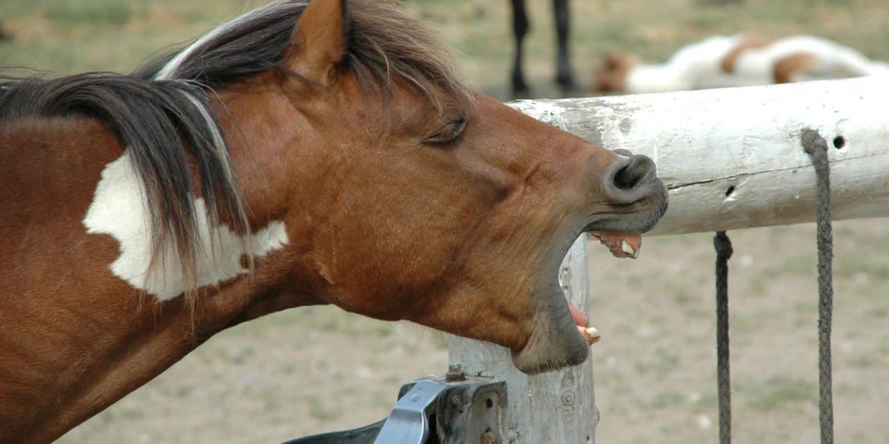 funny horse laughing