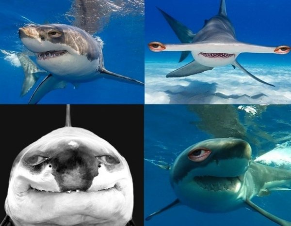 funny memes - funny looking sharks with human eyes
