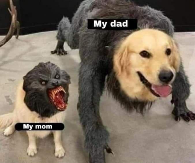 funny memes and pics - dog meme face - My dad My mom