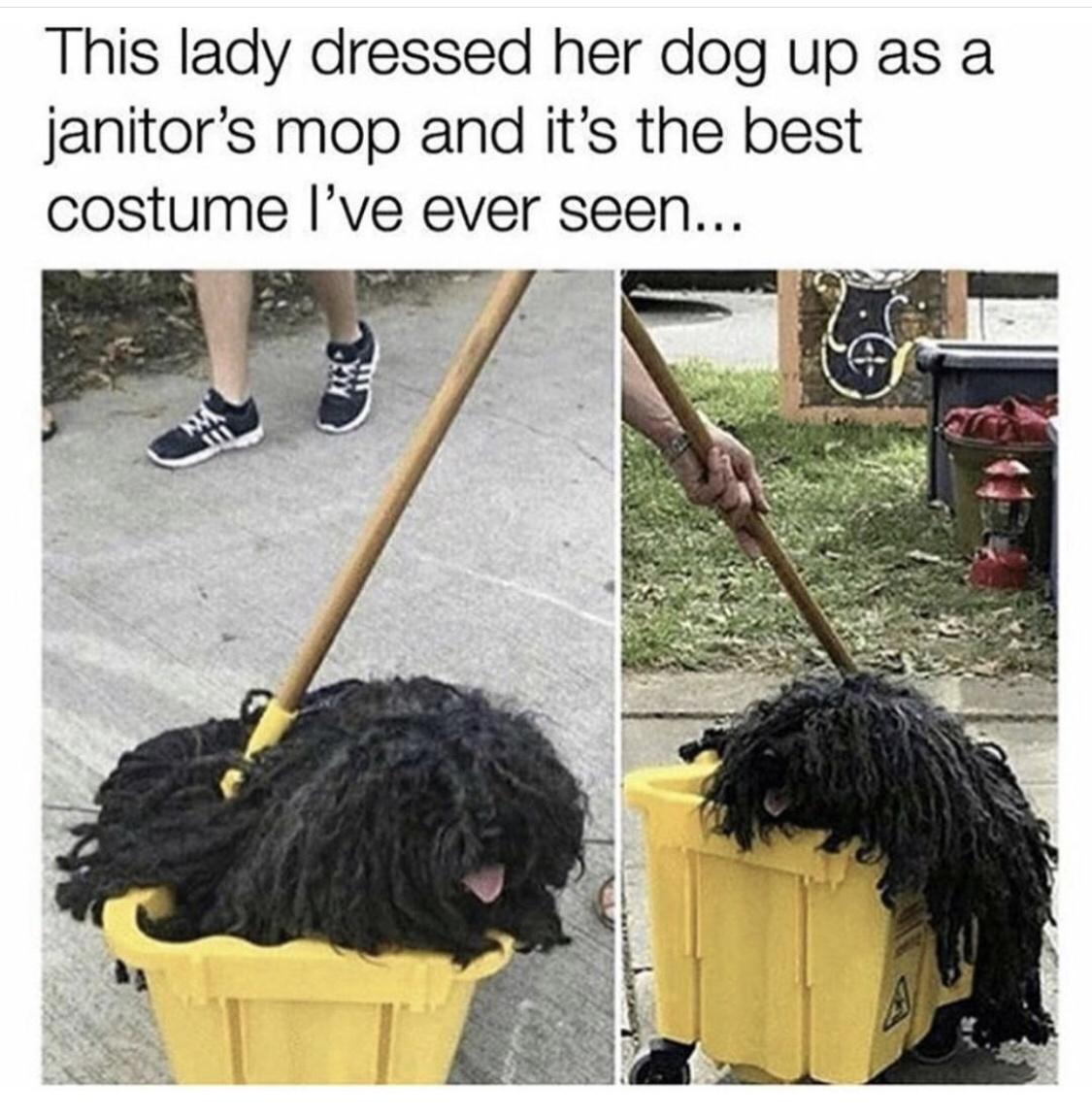 funny memes and pics - dog halloween costumes - This lady dressed her dog up as a janitor's mop and it's the best costume I've ever seen...
