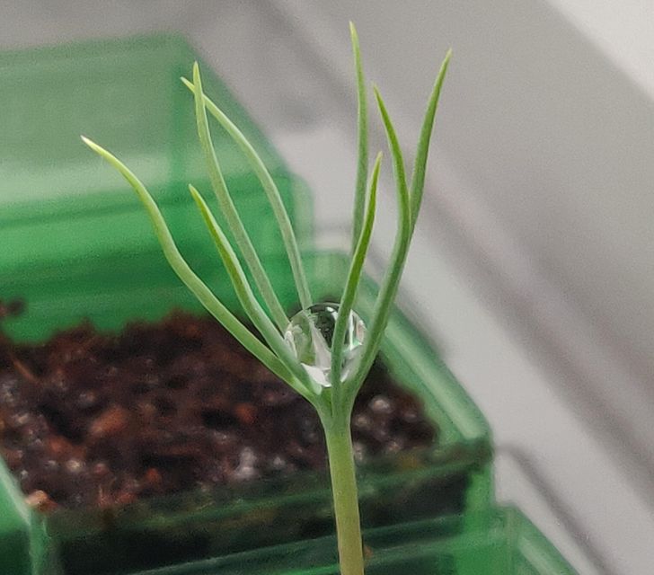 Found a drop of water sitting perfectly in a plant.