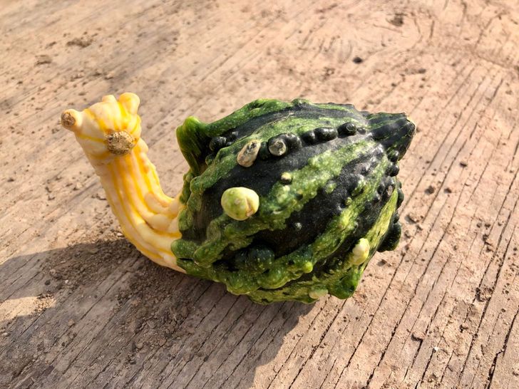 Snail “gourd” reporting for duty