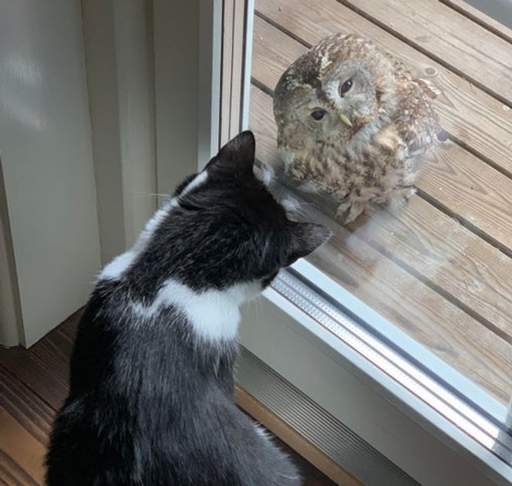 An owl flew into the window and then had a stare down with my cat.