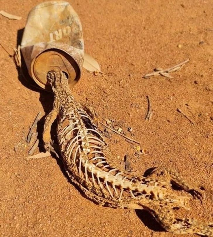 “A skeleton of a trapped lizard”