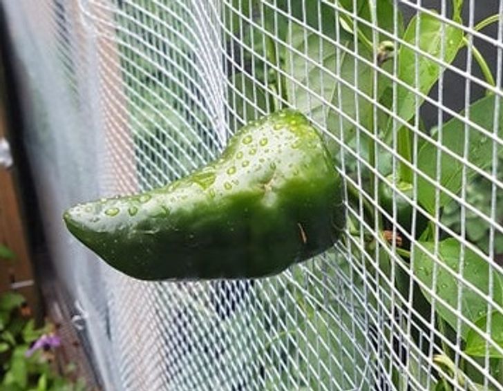 “A poblano pepper is trying to escape from my mom’s garden.”