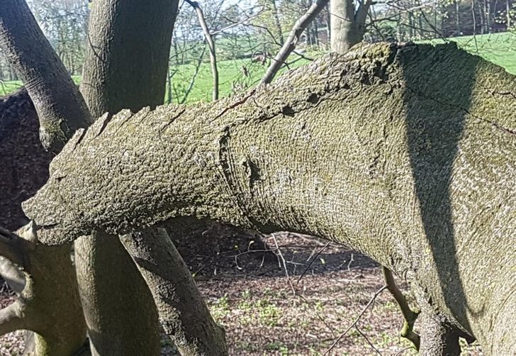 Came across a tree that looked like a dinosaur/dragon.