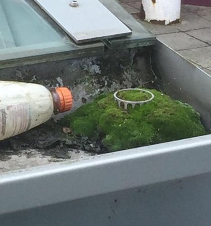 “The moss growing in this bus stop gutter makes it look like a tiny ancient ruin on top of a hill.”