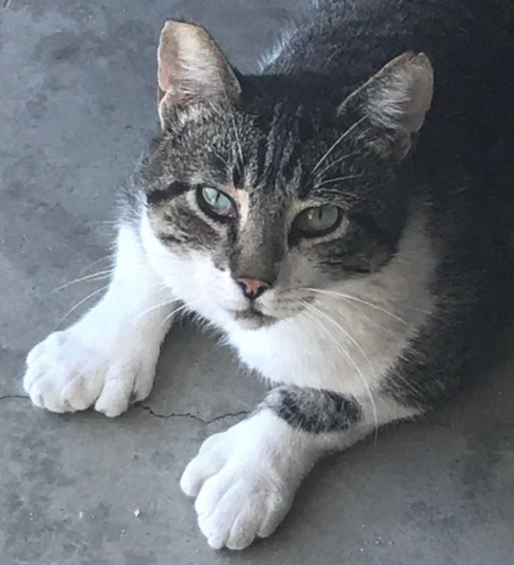 I found a cat with paws like a human hand.