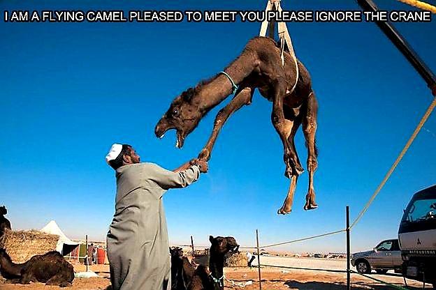funny memes - I Am A Flying Camel Pleased To Meet You Please Ignore The Crane