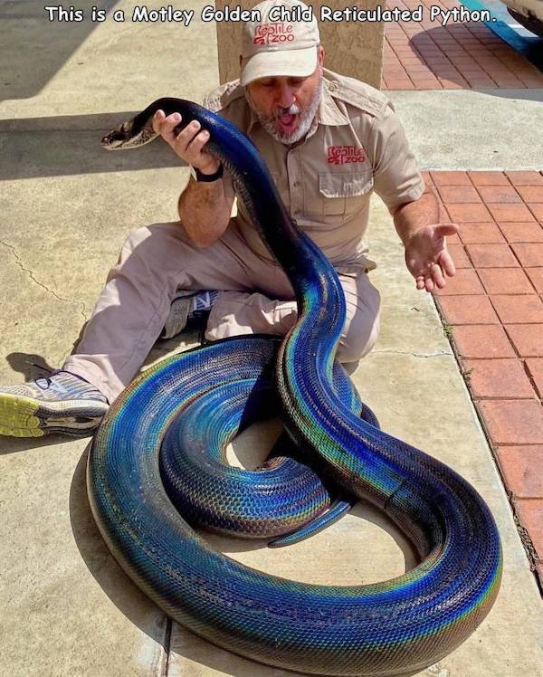 funny memes - This is a Motley Golden Child Reticulated Python.
