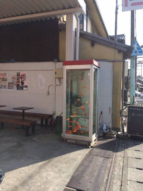 funny memes - Telephone booth turned into fishtank