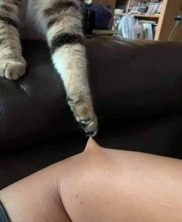 funny memes - cat claw pulling on human flesh