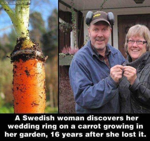 swedish woman lost her wedding ring - In The Metapicture. Um Nok A Swedish woman discovers her wedding ring on a carrot growing in her garden, 16 years after she lost it.