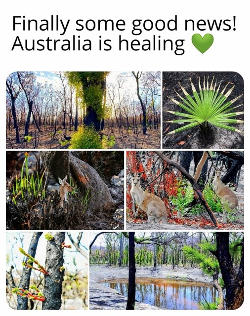 tree - Finally some good news! Australia is healing