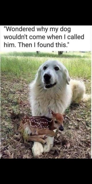 animal memes 2020 - "Wondered why my dog wouldn't come when I called him. Then I found this."