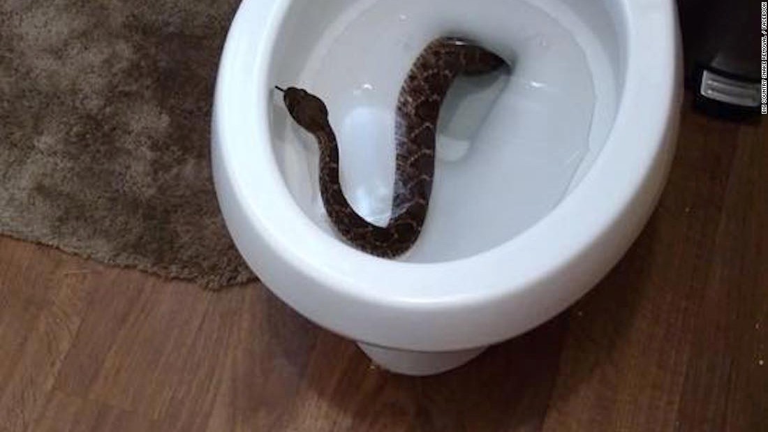 "I once saw a movie where a snake came out of a toilet bowl, and so from ages like 6-12, I was afraid to poop without stuffing the toilet with toilet paper, and having my legs spread open so that I could see down in the toilet bowl."