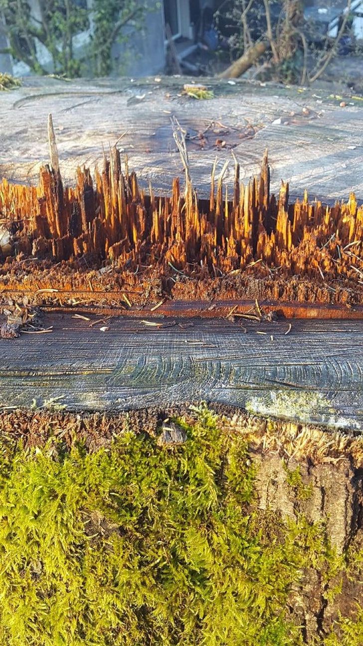 This part of the tree stump looks like a wooden miniature metropolis.