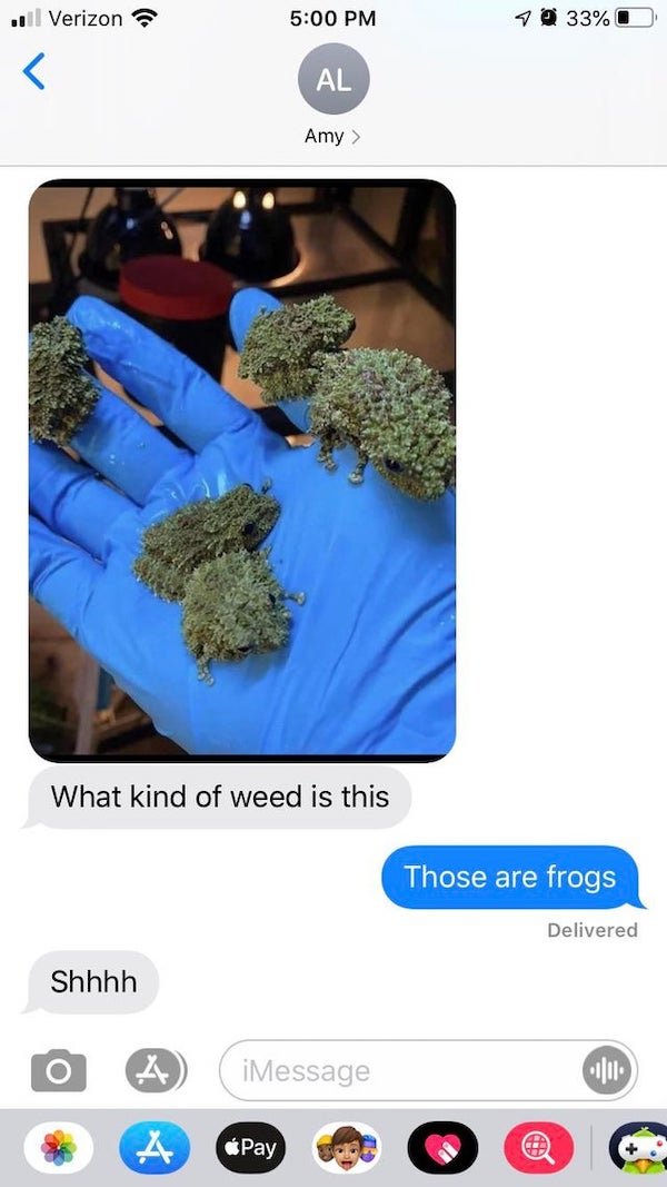 cursed text messages - il Verizon 1 33%0 Al Amy > What kind of weed is this Those are frogs Delivered Shhhh iMessage A Pay