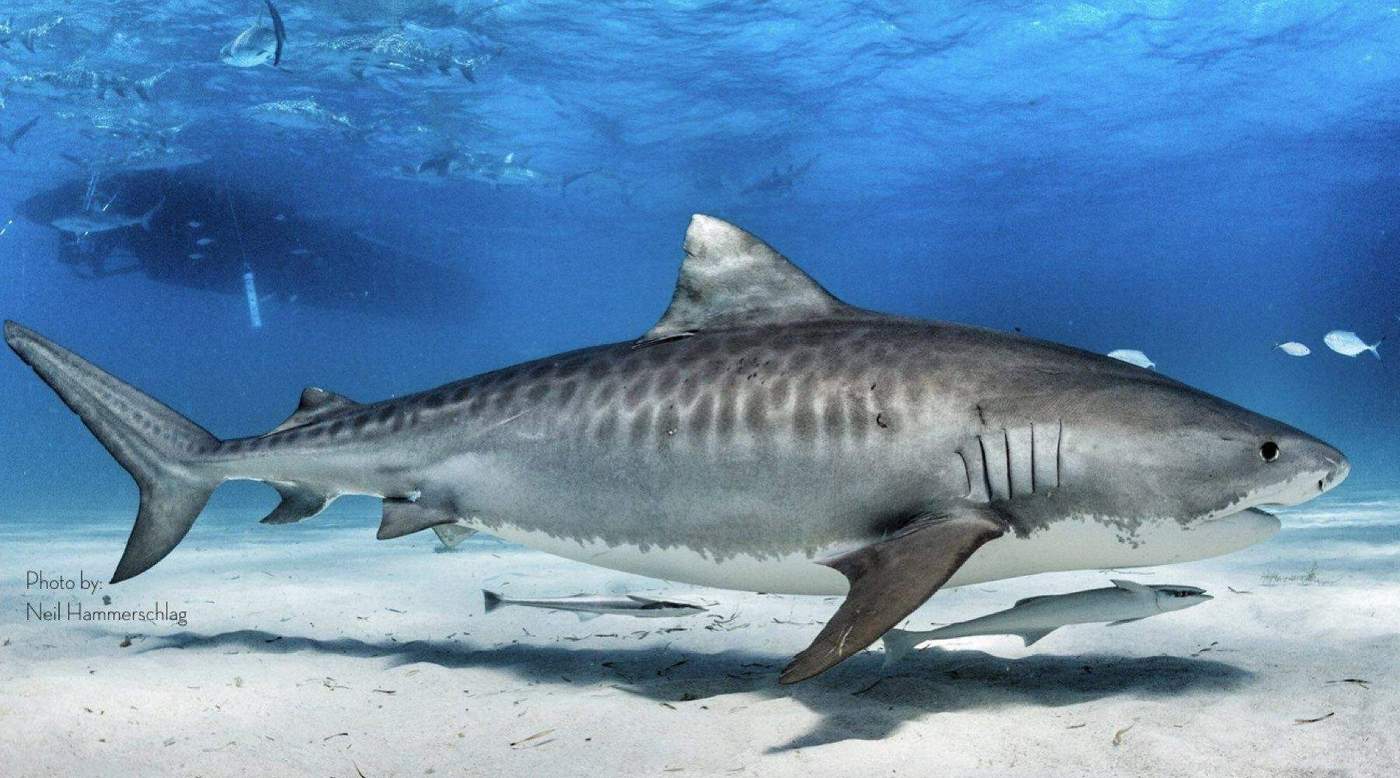 tiger shark - Photo by Neil Hammerschlag
