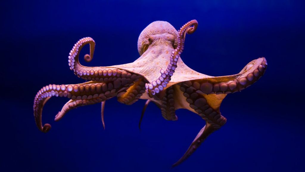 making contact octopus