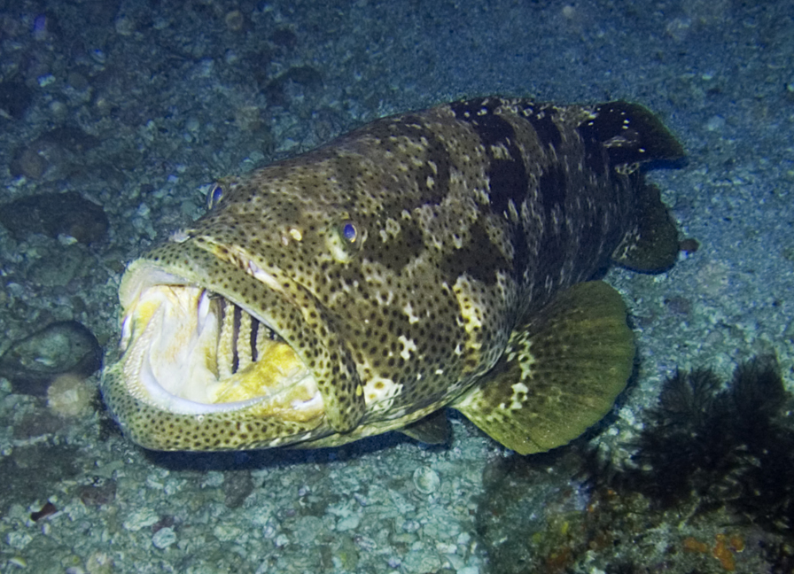 grouper fish baby