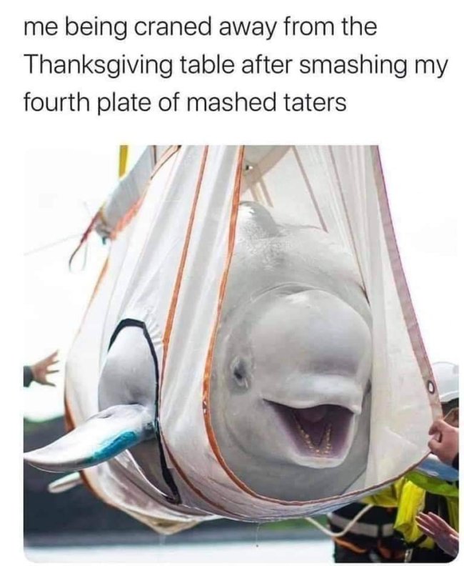 beluga whales - me being craned away from the Thanksgiving table after smashing my fourth plate of mashed taters